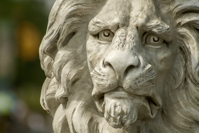 Lion Safari